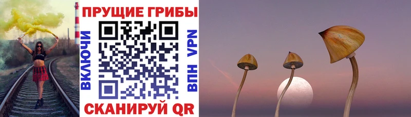 Псилоцибиновые грибы Cubensis Кадников